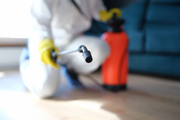 Best Black Mold Removal  in Fairfield Plantation, GA