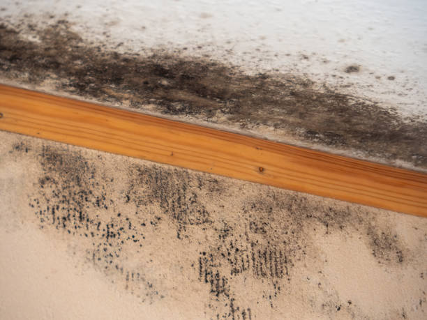 Best Indoor Air Quality Assessment  in Fairfield Plantation, GA