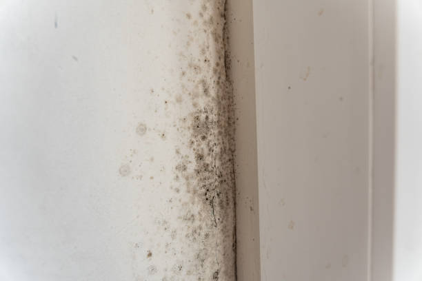 Mold Removal for HVAC Installations in Fairfield Plantation, GA
